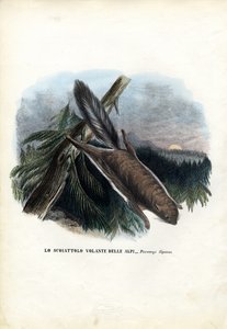 ムササビ、1863-79 作： Raimundo Petraroja